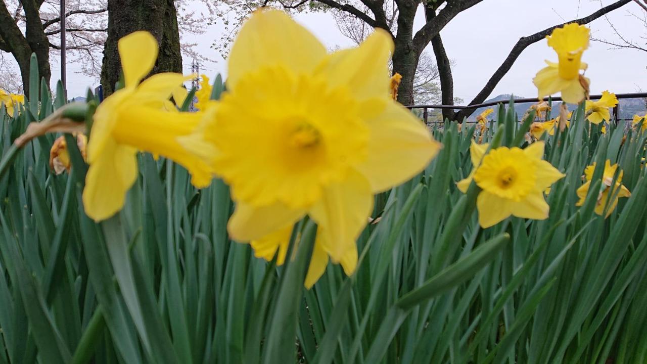 Flower Sagamiko (adults Only) 2* Hachiōji